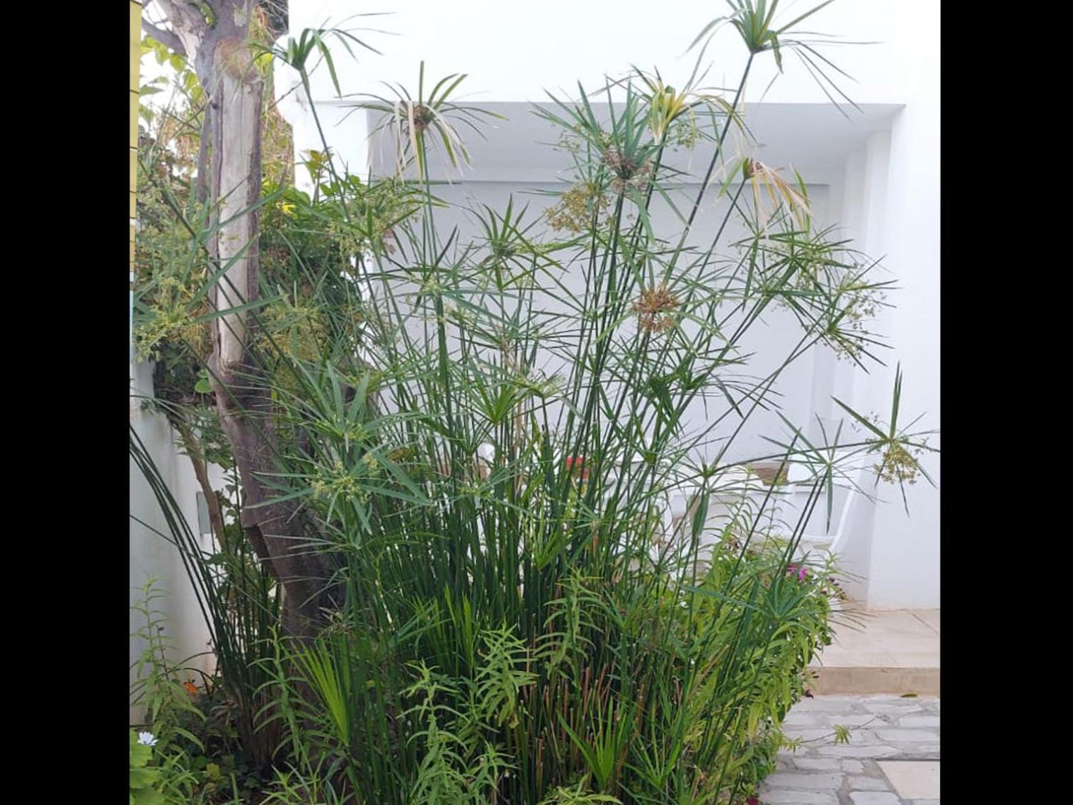 "L'Abri Cotier" Appartement 3 Chambres Haut Standing Port Punique Carthage Douar ech Chott エクステリア 写真